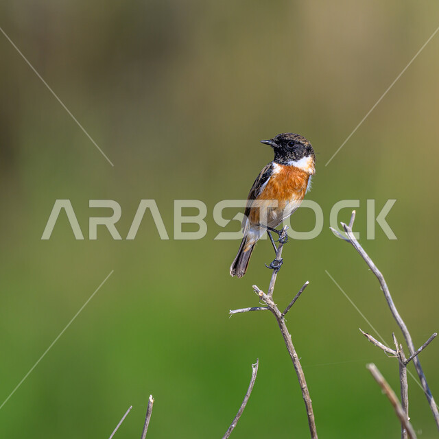 A small bird standing on a tree branch in one of the reserves, wildlife in Qatar, a natural reserve for raising birds of all kinds, caring for and looking after animals, farms and gardens for caring for birds