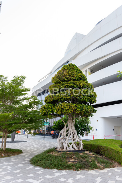 شجرة في حديقة مبنى في منطقة رقة البطين في مدينة دبي، الاهتمام بزراعة النباتات والمساحات الخضراء، الأماكن والمعالم السياحية المشهورة في الإمارات العربية المتحدة, جذب واستقطاب السياح من أنحاء العالم