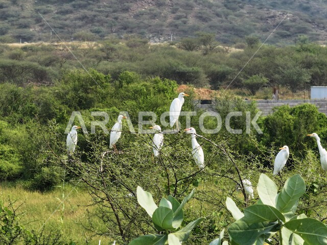 طائر البلشون في إحدى المحميات في محافظة جازان, الحياة البرية في المملكة العربية السعودية، محمية طبيعية لتربية الطيور، زراعة الاشجار والنباتات الخضراء، حديقة للاهتمام والعناية بالعصافير البيضاء