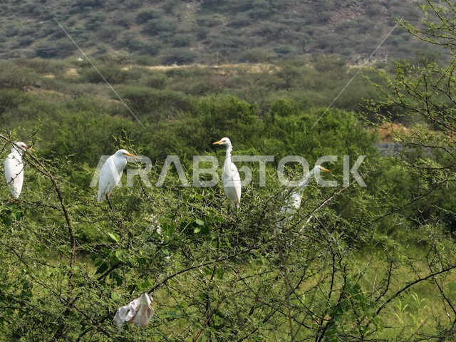 محمية طبيعية لتربية الطيور، زراعة الاشجار والنباتات الخضراء، حديقة للاهتمام والعناية بالعصافير البيضاء, طائر البلشون في إحدى المحميات في محافظة جازان, الحياة البرية في المملكة العربية السعودية