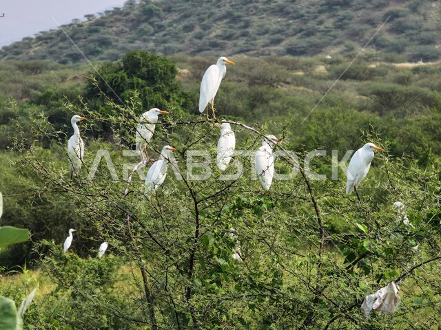 حديقة للاهتمام والعناية بالعصافير البيضاء, طائر البلشون في إحدى المحميات في محافظة جازان, الحياة البرية في المملكة العربية السعودية، محمية طبيعية لتربية الطيور، زراعة الاشجار والنباتات الخضراء