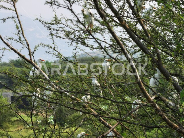 Planting trees and green plants, a garden for caring for white birds, a heron in a reserve in Jazan Governorate, wildlife in the Kingdom of Saudi Arabia, a natural reserve for bird breeding