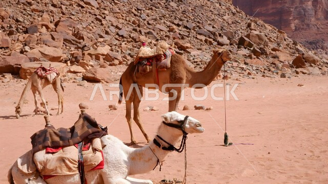 A nature reserve for camel breeding in desert areas, a group of camels in the desert of Saudi Arabia, soft sand and dunes, providing care and attention to mammals