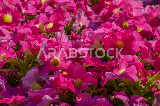 Enjoy the natural scenery in the Kingdom of Saudi Arabia, the launch of the flower festival and exhibition in the city of Yanbu, blooming and colorful flowers and roses, recreational family tourist places and landmarks, taking care of parks and gardens