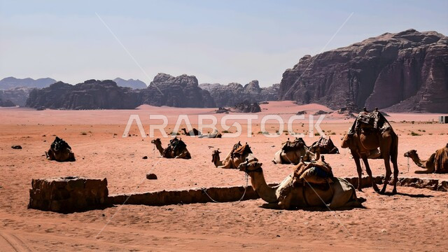 التكوينات والتشكيلات الصخرية، مجموعة من الجمال على الرمال الناعمة في الصحراء، محمية طبيعية لتربية الإبل في صحاري المملكة العربية السعودية، الكثبان الرملية الذهبية في المناطق الصحراوية، تقديم الرعاية والاهتمام للثديات