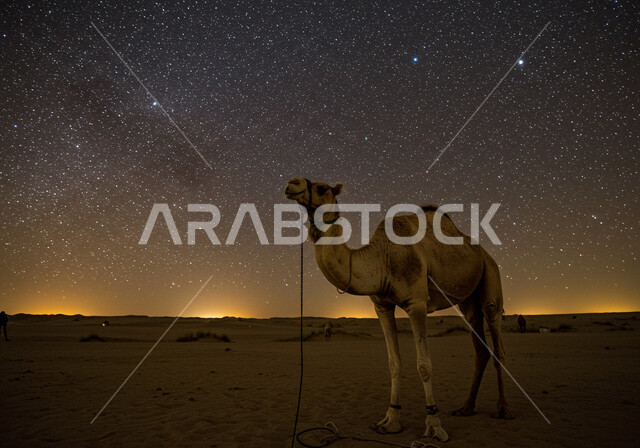 التشكيلات والتكوينات والكثبان الرملية, الاهتمام بالابل في صحاري المملكة العربية السعودية, جمل يقف على الرمال الذهبية الناعمة في الصحراء, منظر مجرة درب التبانة والسماء المرصعة بالنجوم ليلا، محمية طبيعية لتربية الجمال في المناطق الصحراوية