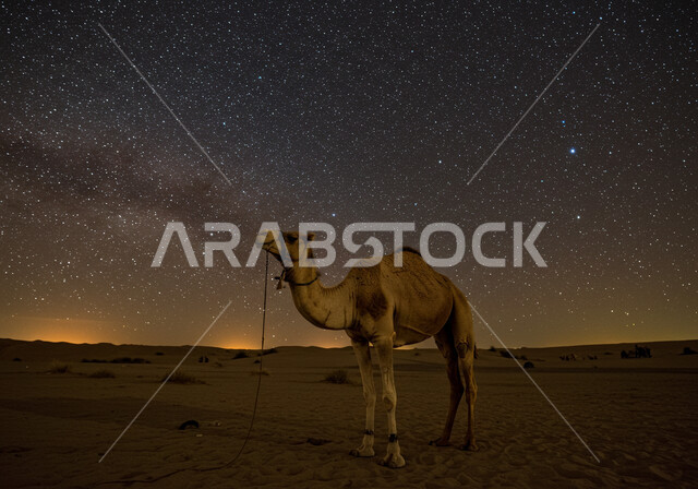 جمل يقف على الرمال الذهبية الناعمة في الصحراء, منظر مجرة درب التبانة والسماء المرصعة بالنجوم ليلا، محمية طبيعية لتربية الجمال في المناطق الصحراوية، التشكيلات والتكوينات والكثبان الرملية، الاهتمام بالابل في صحاري المملكة العربية السعودية