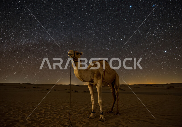 جمل يقف على الرمال الذهبية الناعمة في الصحراء, منظر مجرة درب التبانة والسماء المرصعة بالنجوم ليلا، محمية طبيعية لتربية الجمال في المناطق الصحراوية، التشكيلات والتكوينات والكثبان الرملية، الاهتمام بالابل في صحاري المملكة العربية السعودية
