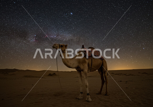 الاهتمام بالابل في صحاري المملكة العربية السعودية, جمل يقف على الرمال الذهبية الناعمة في الصحراء, منظر مجرة درب التبانة والسماء المرصعة بالنجوم ليلا، محمية طبيعية لتربية الجمال في المناطق الصحراوية، التشكيلات والتكوينات والكثبان الرملية