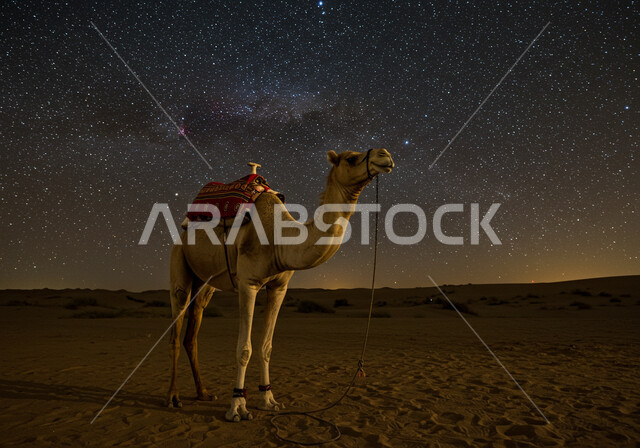 محمية طبيعية لتربية الجمال في المناطق الصحراوية, التشكيلات والتكوينات والكثبان الرملية, الاهتمام بالابل في صحاري المملكة العربية السعودية, جمل يقف على الرمال الذهبية الناعمة في الصحراء, منظر مجرة درب التبانة والسماء المرصعة بالنجوم ليلا