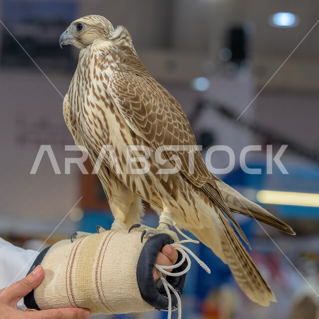 المعارض والفعاليات الثقافية في دولة قطر, التراث الخليجي العريق, الاهتمام بتربية ورعاية الطيور الجارحة والمفترسة, رمز القوة والتحدي وحدة البصر, صقر عربي أصيل في معرض الدوحة للصقور 2024