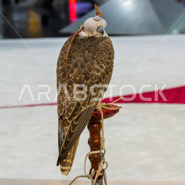 The rich Gulf heritage, interest in raising and caring for birds of prey and predators, a symbol of strength, challenge and sharp eyesight, a purebred Arabian falcon at the Doha Falcon Exhibition 2024, exhibitions and cultural events in the State of Qatar
