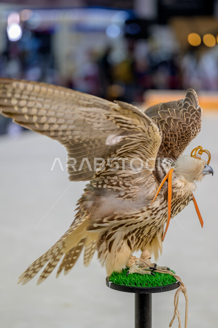 Exhibitions and cultural events in the State of Qatar, the ancient Gulf heritage, interest in raising and caring for birds of prey and predators, a symbol of strength, challenge and sharp eyesight, a purebred Arabian falcon at the Doha Falcon Exhibition 2024