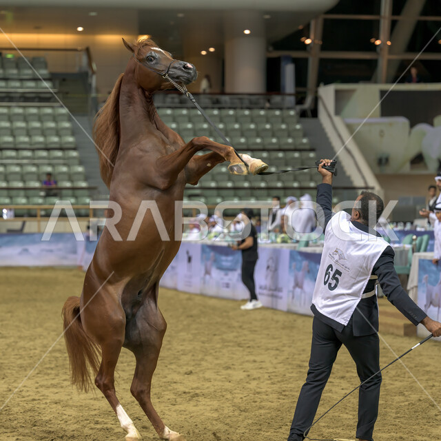 فارس يقوم بترويض الفرس، الكأس الثالث للخيول العربية الأصيلة في قطر، رياضة الفروسية وأنشطة ترفيهية، سباقات الخيل في ميدان الدوحة، مشاركة أفضل الملاك والمربين في المنافسات والتحديات الرياضية