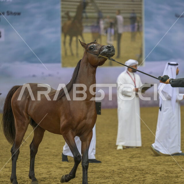 Participation of the best owners and breeders in competitions and sports challenges, equestrian sports and entertainment activities, a knight taming a horse, the third cup for purebred Arabian horses in Qatar, horse racing in Doha track