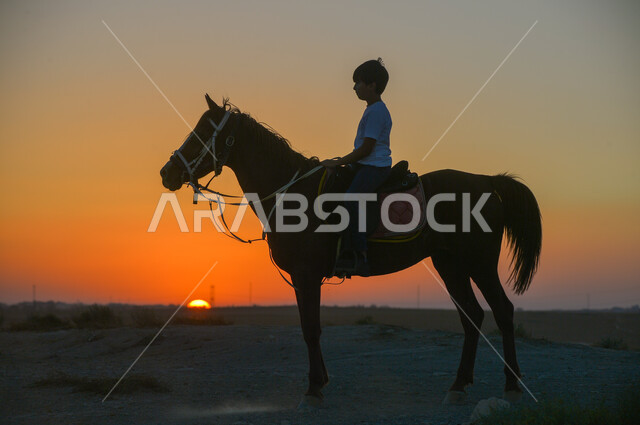 تعلق أبناء المملكة العربية السعودية بالخيول، الفروسية وهواية ركوب الأحصنة، نشاط ترفيهي ممتع، الاهتمام والشغف بركوب الجياد، صورة ظلية من الجانب لولد عربي سعودي خليجي يرتدي الزي الكاجوال يقوم بالتجول على ظهر خيل بني اللون في الصحراء وقت غروب الشمس، سالوليت