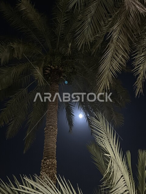 منظر القمر المضيء في السماء ليلا, مزارع النخيل في المملكة العربية السعودية, موسم حصاد التمور وزراعة الأشجار, شجر النخل المثمر, صورة من الأسفل لنخلة في مدينة الرياض, منتج محلي وطني سعودي