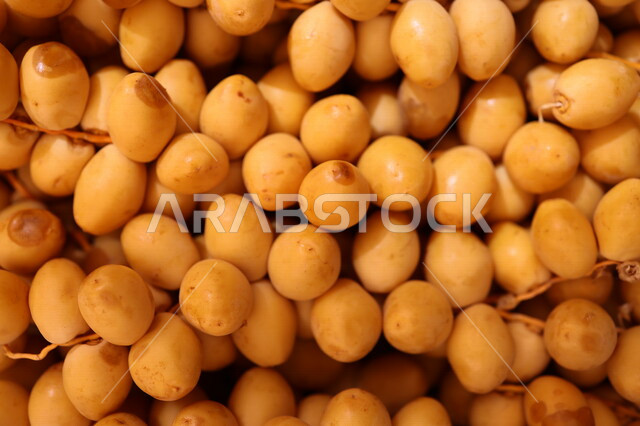 Delicious moist dates from the palms of Saudi Arabia, Nabout Seif dates, healthy food ingredient, fresh yellow dates, date picking season, fruitful palm farms in Saudi Arabia