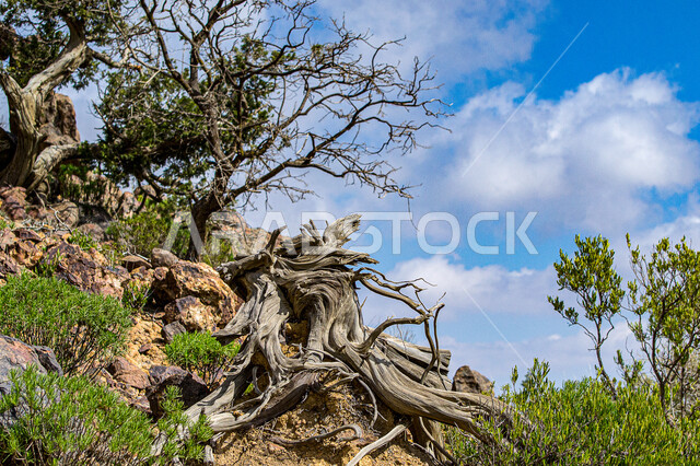 منظر السحب البيضاء في سماء المملكة العربية السعودية في النهار، الاشجار والنباتات المزروعة في المناطق الطبيعية، صورة مقربة لجذع شجرة كبير في مدينة الطائف، خلفية الطبيعة