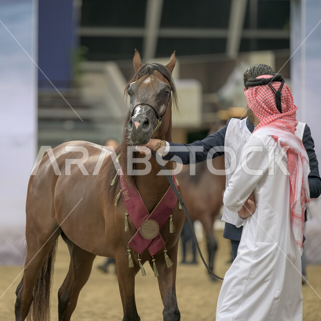 Participation of the best owners and breeders in competitions and sports challenges, a fun recreational activity, the third cup for purebred Arabian horses in Qatar, passion for equestrian sports, a knight taming a horse, horse racing in Doha track