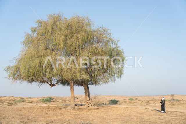 التجول في المناطق الطبيعية في الامارات العربية المتحدة، ذكرى تأسيس الاتحاد 2 ديسمبر، حب الوطن والاعتزاز به، استذكار اليوم الوطني الاماراتي 1971، رجل عربي خليجي إماراتي يرتدي الكندورة والبشت مع الغترة البيضاء يقف امام شجرة خضراء كبيرة في الصحراء، خلفية الطبيعة