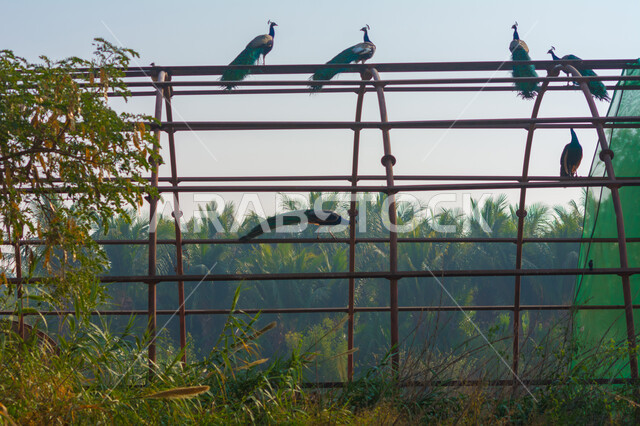 Interest in planting trees and green plants in public parks, diversity of animal wealth in Saudi Arabia, a group of peacocks standing on an iron cage in the zoo during the day, a nature reserve for raising and caring for birds, wildlife in the Kingdom of Saudi Arabia