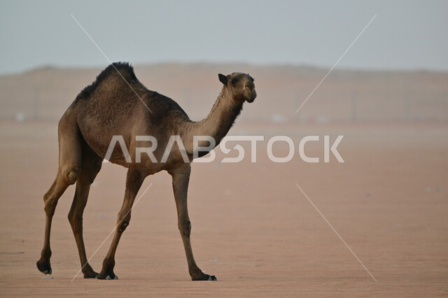 جمل يسير على الرمال الذهبية الناعمة في الصحراء, تربية الجمال في محمية طبيعية في المناطق الصحراوية, الكثبان الرملية في صحاري المملكة العربية السعودية, مهرجان الملك عبد العزيز لمزايين الإبل