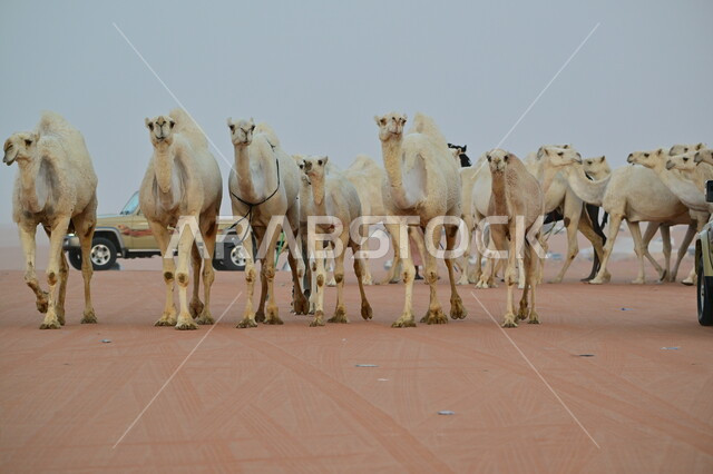A camel walks on the soft golden sands of the desert, camel breeding in a nature reserve in the desert areas, sand dunes in the deserts of the Kingdom of Saudi Arabia, King Abdulaziz Camel Festival