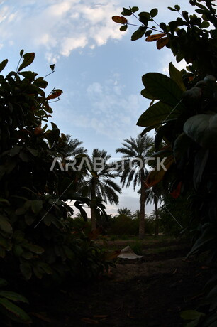 صورة ظلية لمجموعة من اشجار النخيل  ، مزرعة نخيل