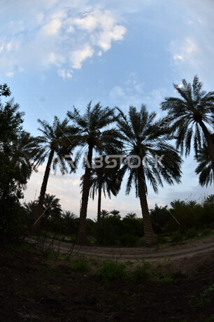 صورة ظلية لمجموعة من اشجار النخيل  ، مزرعة نخيل