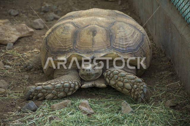 صورة مقربة لحيوان السلحفاة في احدى حدائق المملكة العربية السعودية ، حديقة الحيوانات ، حيوان السلحفاة الأليف