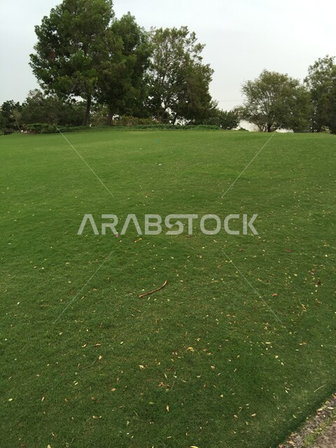 الهندسة الزراعية المتميزة في الإمارات العربية المتحدة، النباتات الخضراء في حديقة الخور في مدينة دبي، وجهة عائلية بيئية ترفيهية، الحفاظ على البيئة والتنمية المستدامة، الاهتمام بالتشجير وزراعة الأشجار في الحدائق العامة