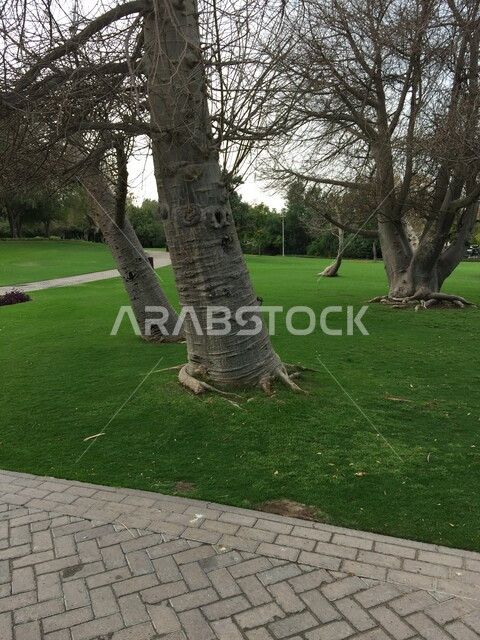 الهندسة الزراعية المتميزة في الإمارات العربية المتحدة، النباتات الخضراء في حديقة الخور في مدينة دبي، وجهة عائلية بيئية ترفيهية، الحفاظ على البيئة والتنمية المستدامة، الاهتمام بالتشجير وزراعة الأشجار في الحدائق العامة