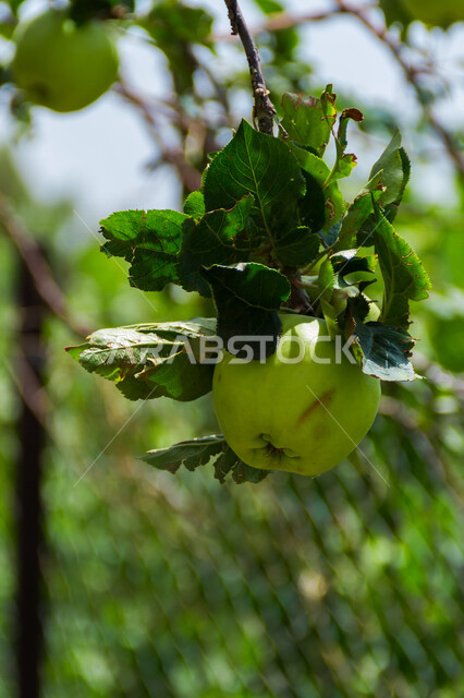 Aesthetic close-up of a fruiting apple tree, green apple tree leaves, healthy delicious green apple fruit, beautiful nature in Saudi Arabia