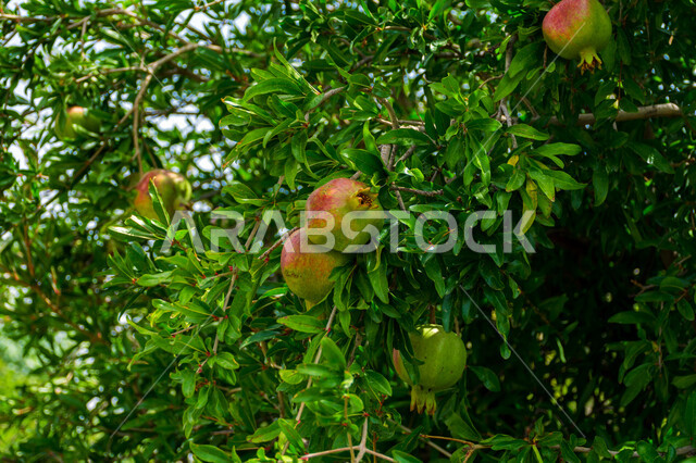 Aesthetic picture of pomegranate fruit tree, green pomegranate tree leaves, healthy delicious pomegranate fruit, picturesque nature in Saudi Arabia