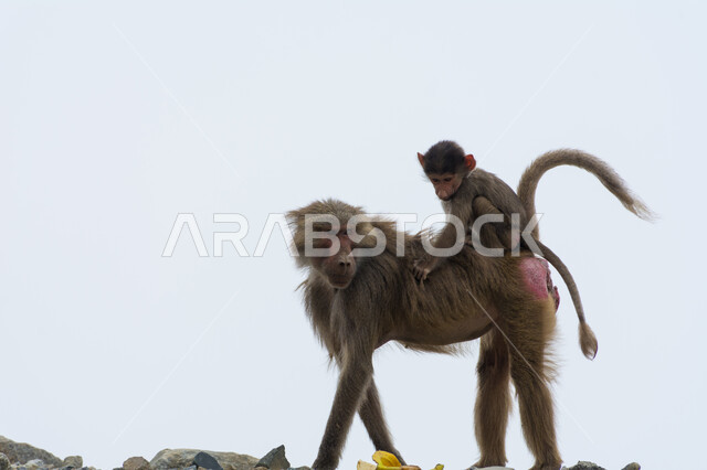 قرد يقف فوق القمم والمرتفعات الجبلية يحمل على ظهره صغيره، الطبيعة الصخرية في المملكة العربية السعودية, محمية طبيعية لرعاية الثدييات في مدينة الطائف في النهار, الاهتمام بتربية الحيوانات البرية