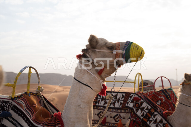 حيوانات التنقل والسفر في القدم، المناظر الطبيعية في الصحاري، مفهوم رعاية المواشي والثدييات، صورة مقربة لناقتان تجلسان وسط الرمال في محمية برية طبيعية في المملكة العربية السعودية، الاهتمام في تربية الجمال والإبل