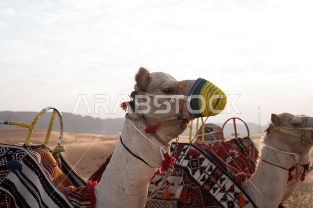 المناظر الطبيعية في الصحاري، مفهوم رعاية المواشي والثدييات، صورة مقربة لناقتان تجلسان وسط الرمال في محمية برية طبيعية في المملكة العربية السعودية، الاهتمام في تربية الجمال والإبل، حيوانات التنقل والسفر في القدم