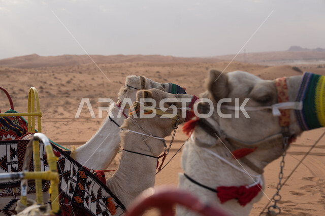 الاهتمام في تربية الجمال والإبل، صورة مقربة لقطيع من النوق وسط الرمال في محمية برية طبيعية في المملكة العربية السعودية، المناظر الطبيعية في الصحاري، مفهوم رعاية المواشي والثدييات، حيوانات التنقل والسفر في القدم