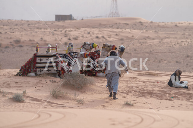 Animals of transportation and travel in the past, a back view of a camel herder walking through the sand in a natural wildlife reserve in the Kingdom of Saudi Arabia, desert landscapes, the concept of livestock and mammal care, interest in camel and camel breeding