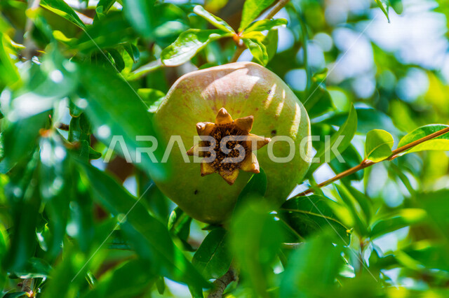 Aesthetic close-up of fresh pomegranate fruit on the tree, green pomegranate tree leaves, healthy delicious pomegranate fruit, scenic nature in Saudi Arabia