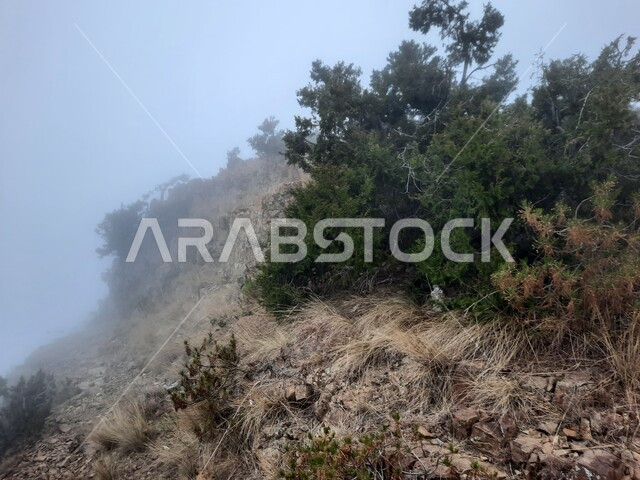 Green plants growing on mountain slopes, terrain and rock formations, peaks and heights in mountainous areas, famous natural tourist places in the Kingdom of Saudi Arabia, foggy weather in the mountains of Abha city in Asir region
