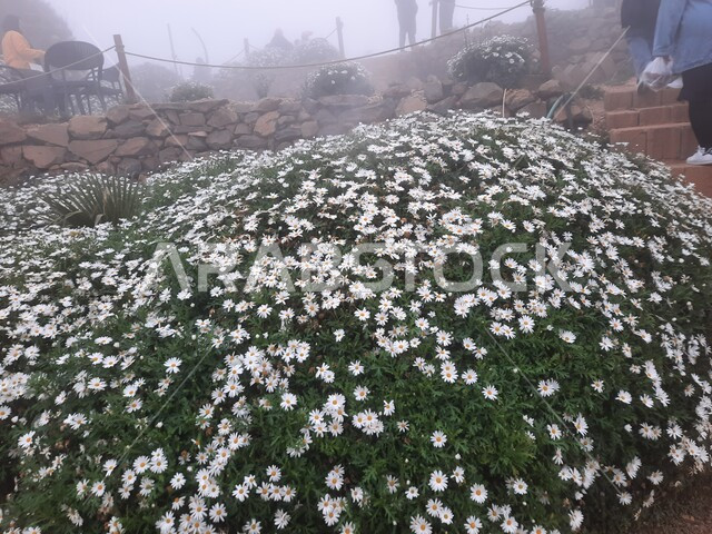 الانتاج المحلي الوطني, تقدم وتطور القطاع الزراعي, الجو الضبابي في مزرعة الفراولة في أبها بمنطقة عسير, الاهتمام بالمزارع والأراضي الزراعية, الاماكن والمعالم الطبيعية المشهورة في المملكة العربية السعودية