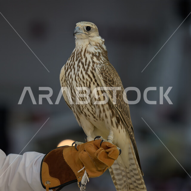 فعالية ثقافية في دولة قطر, الفخر بالتراث الخليجي العريق, الاهتمام بتربية وترويض الطيور الجارحة والمفترسة, رمز القوة والتحدي وحدة البصر, صقر عربي أصيل في معرض كتارا الدولي للصيد والصقور (سهيل)