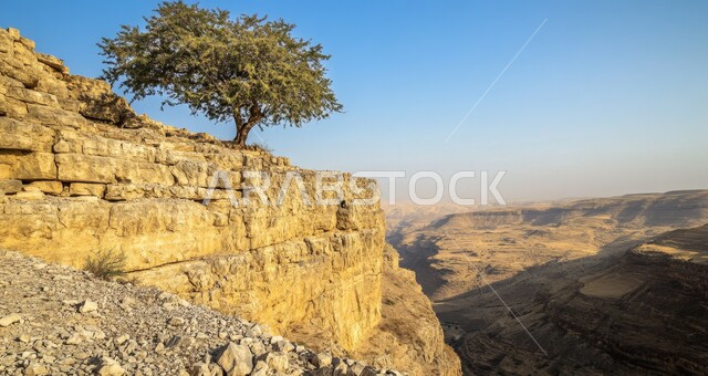 شجرة خضراء مورقة على سفح جبلي عالي، القمم والمرتفعات الجبلية في السعودية، نمو الأشجار والنباتات الخضراء على الصخور والجبال، التضاريس الصخرية والمنحدرات الوعرة، المناظر الطبيعية والأماكن السياحية في المملكة