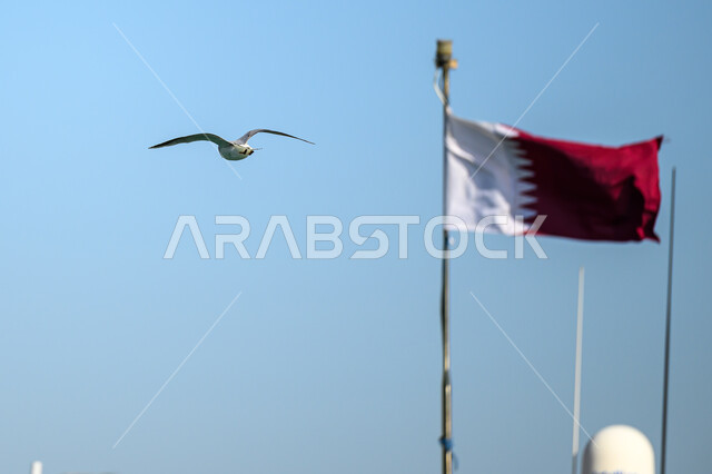 الاحتفال بالأعياد والمناسبات الوطنية, علم دولة قطر يرفرف, ذكرى اليوم الوطني 18 ديسمبر, الفخر والاعتزاز بالهوية القطرية, مفهوم الحب والانتماء للوطن, طائر النورس يحلق في السماء