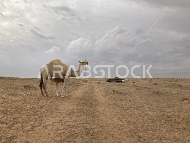 مفهوم الاهتمام بالثدييات، ناقة مع صغيرها (قعود) في رمال البندرية شرق بريدة القصيم في النهار، تربية حيوان الجمل في محمية طبيعية في المناطق الصحراوية، الاهتمام بالابل في صحراء المملكة العربية السعودية