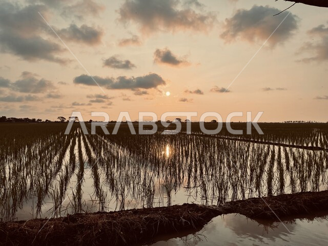 Arab agricultural crop, Saudi local national product, rice farm and ...