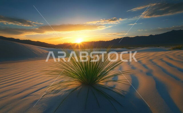 نمو النباتات الخضراء والأعشاب البرية وسط البيئة الصحراوية، الرمال الذهبية الناعمة والكثبان في الصحراء، نبات الصبار الشوكي في البراري في صحراء المملكة العربية السعودية, منظر السماء وقت غروب الشمس، خلفية الطبيعة