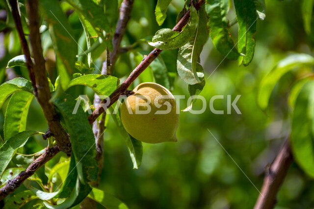 فاكهة الدراق( الخوخ) الطازجه, فاكهه صيفيه, مزارع الدراق في المملكه العربيه السعوديه, اشجار الدراق الخضراء, الطبيعه في السعوديه